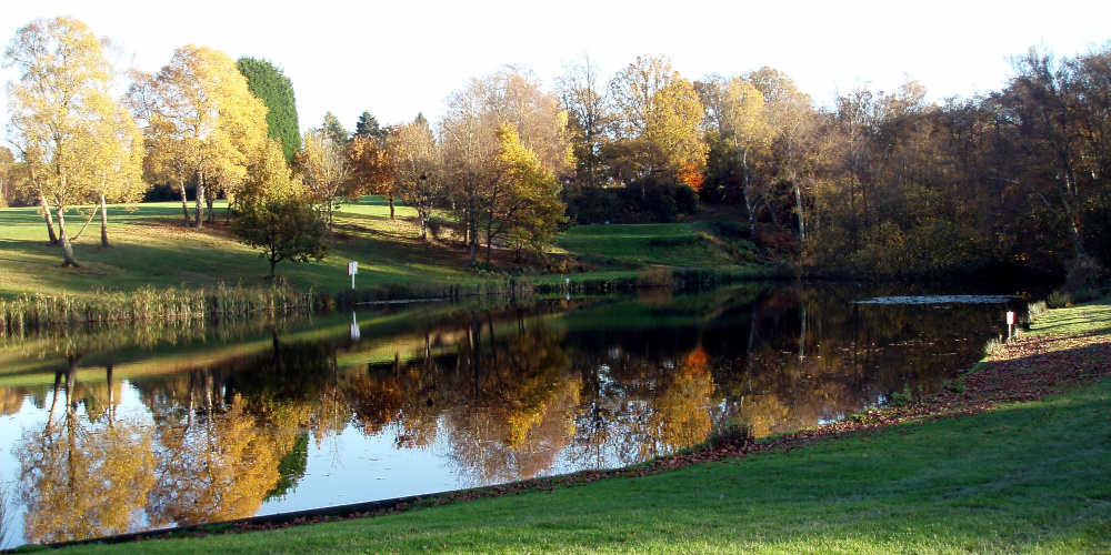 A small lake surrounded by trees
